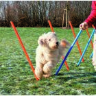 PET-MANIA - Agility Slalom, 12 Stangen, 115�� 3 cm